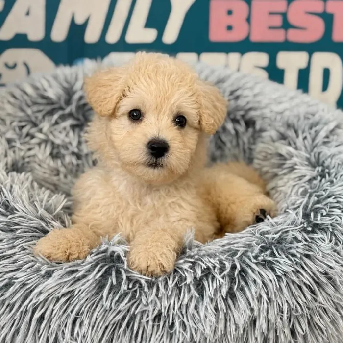 Female Bichapoo puppy named Susan for sale at Waggles Charlotte.