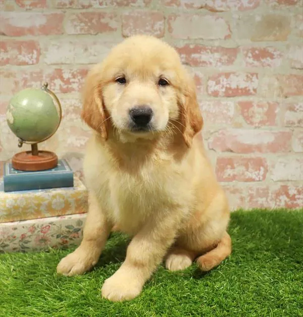 Female Golden Retriever puppy named Dorothy for sale at Waggles Charlotte.
