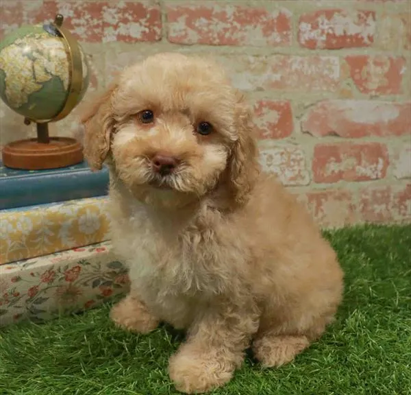 Female Cockapoo puppy named Betty for sale at Waggles Raleigh.