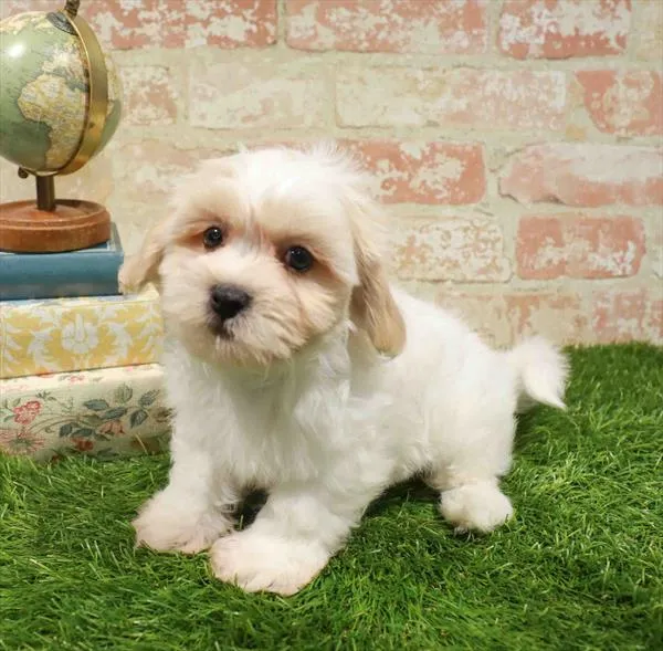 Male Teddy Bear puppy named Ralph for sale at Waggles Charlotte.