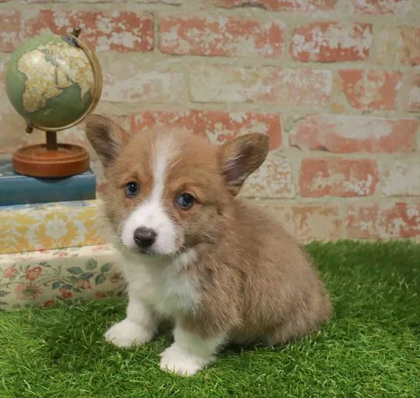 Female American Corgi puppy named Sally for sale at Waggles Charlotte.