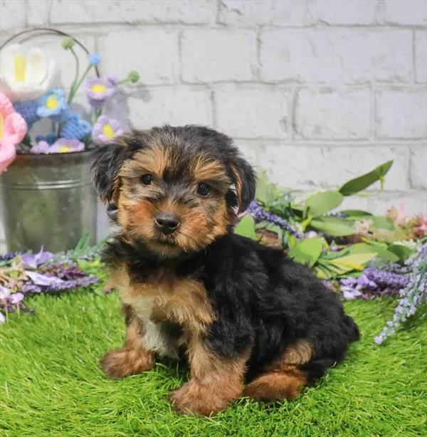 Male Yorkie puppy named Mickey for sale at Waggles Charlotte.