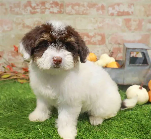 Female Havanese puppy named Luna for sale at Waggles Raleigh.