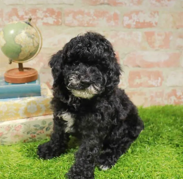 Male Mini Poodle puppy named Hector for sale at Waggles Greensboro.