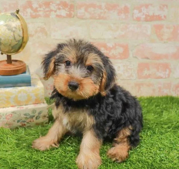 Male Yorkie-Poo puppy named Steve for sale at Waggles Greensboro.