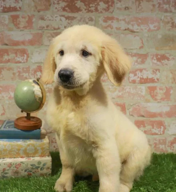 Male Golden Retriever puppy named Wyatt for sale at Waggles Raleigh.