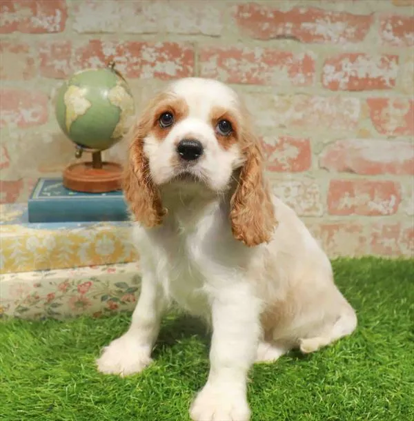 Male Cockalier puppy for sale at Waggles Greensboro.