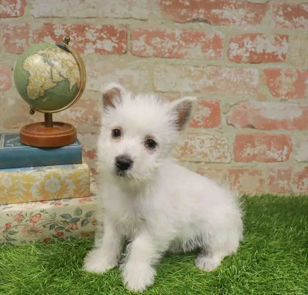 Female West Highland White Terrier puppy named Fable for sale at Waggles Raleigh.