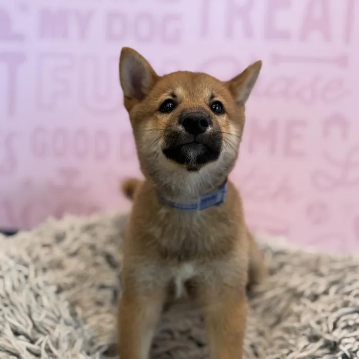 Male Shiba Inu puppy named Merlin for sale at Waggles Greensboro.