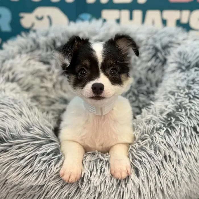 Male Chihuahua puppy named Henry for sale at Waggles Charlotte.