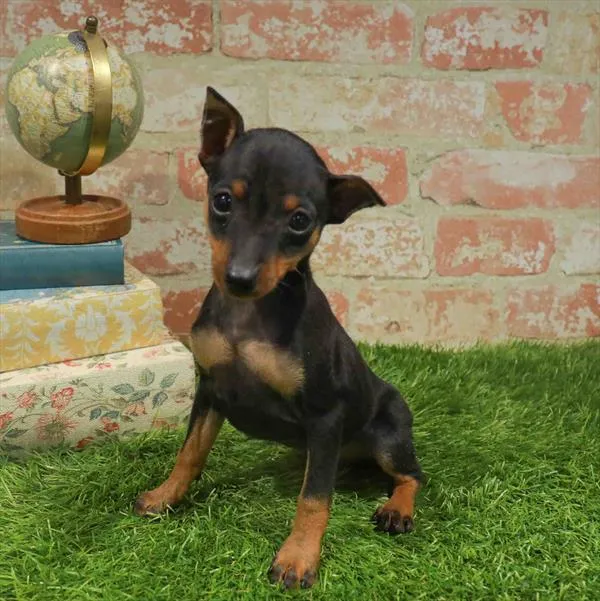 Female Min Pin puppy named Raven for sale at Waggles Greensboro.