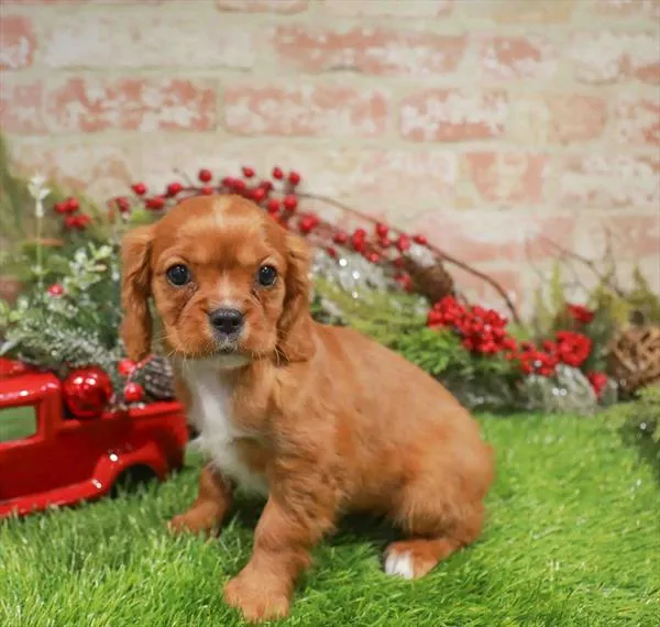 Female Cavalier King Charles Spaniel puppy named Lily for sale at Waggles Greensboro.
