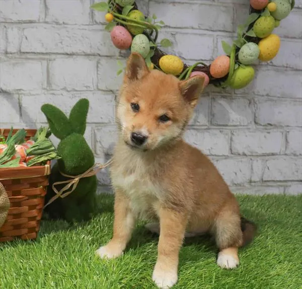 Male Shiba Inu puppy named Haru for sale at Waggles Greensboro.