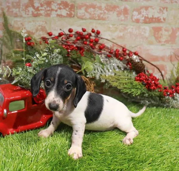 Female Dachshund puppy named Lavender for sale at Waggles Greensboro.