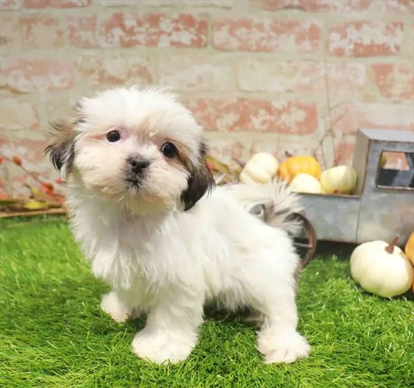 Female Shih Tzu puppy named Bella for sale at Waggles Charlotte.