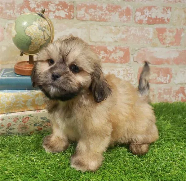 Male Lhasa Apso puppy named Roy for sale at Waggles Charlotte.