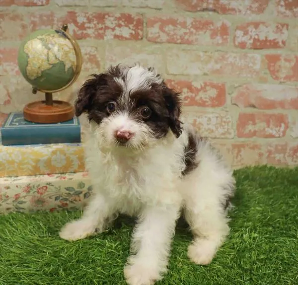 Female Pom-A-Poo puppy named Lyra for sale at Waggles Raleigh.