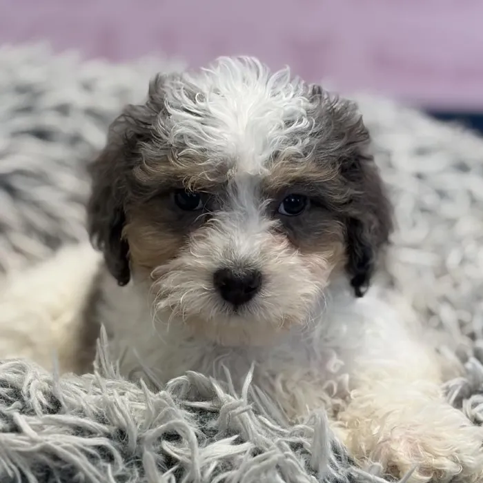 Male Bichapoo puppy named Dusk for sale at Waggles Greensboro.