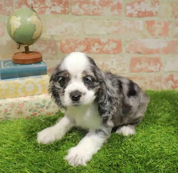 Male Cocker Spaniel puppy named Bartholomew for sale at Waggles Raleigh.