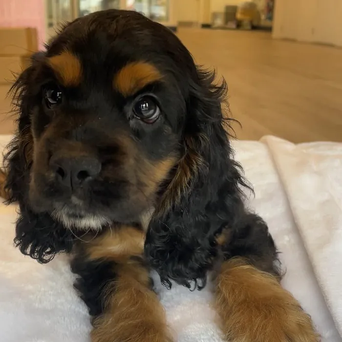 Male Cocker Spaniel puppy named Hopper for sale at Waggles Greensboro.