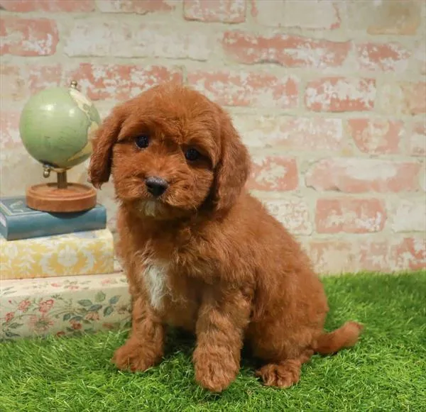 Male Cavapoo puppy named Hudson for sale at Waggles Charlotte.