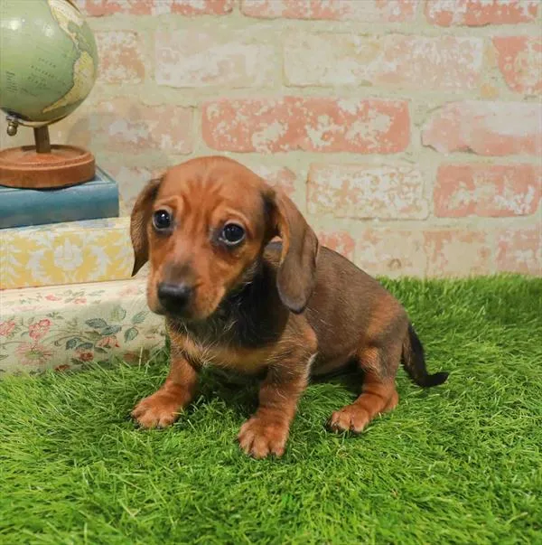 Female Dachshund puppy named Nora for sale at Waggles Charlotte.