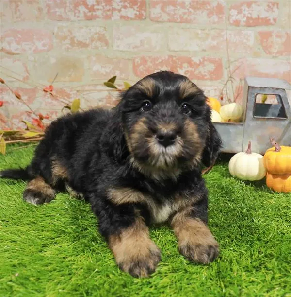 Female Mini Bernedoodle 2Nd Gen puppy named Wednesday for sale at Waggles Raleigh.