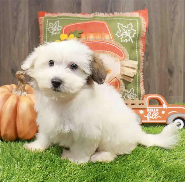 Female Hava-Chon puppy named Swift for sale at Waggles Charlotte.