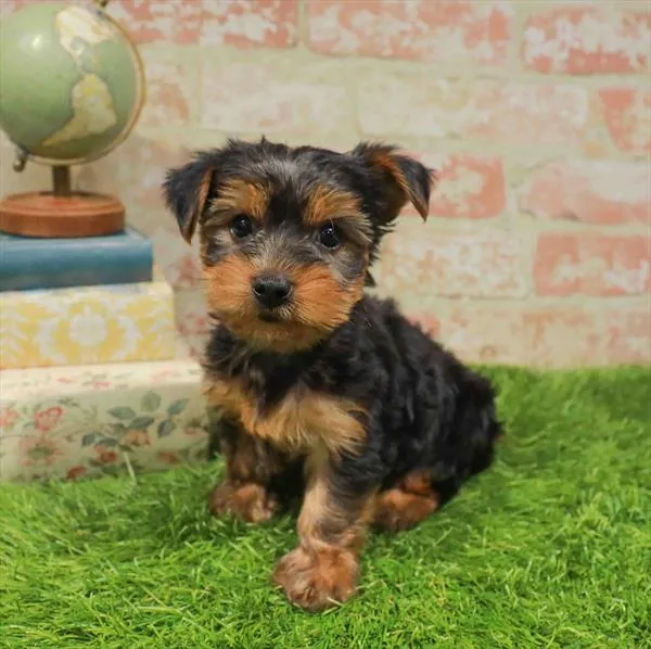 Male Yorkie puppy named Cider for sale at Waggles Greensboro.