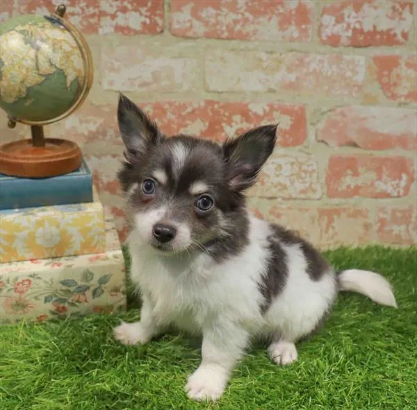 Male Chihuahua puppy named Robin for sale at Waggles Raleigh.