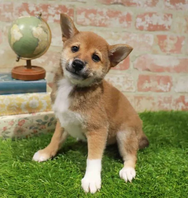 Male Shiba Inu puppy named Gary for sale at Waggles Charlotte.