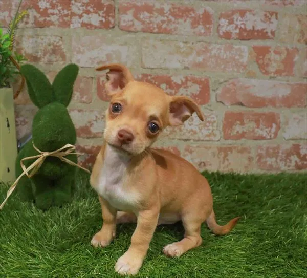 Male Chihuahua puppy named Cotton for sale at Waggles Greensboro.