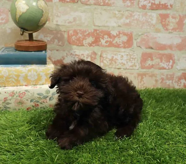 Female Mini Schnauzer puppy named Mabel for sale at Waggles Raleigh.