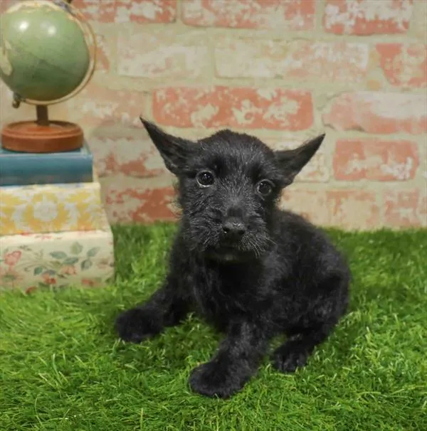 Female Scottish Terrier puppy named Emily for sale at Waggles Charlotte.