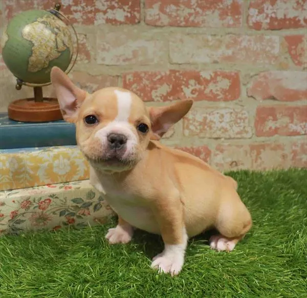 Male French Bulldog puppy named Bentley for sale at Waggles Charlotte.