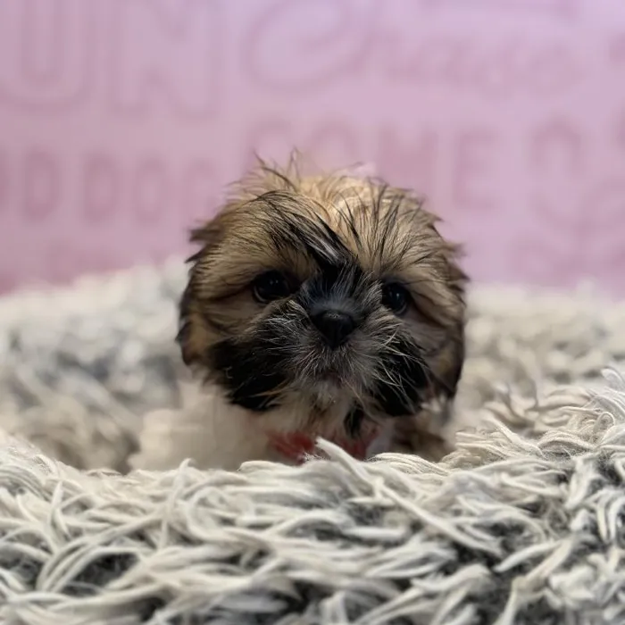 Female Shih Tzu puppy named Morticia for sale at Waggles Greensboro.
