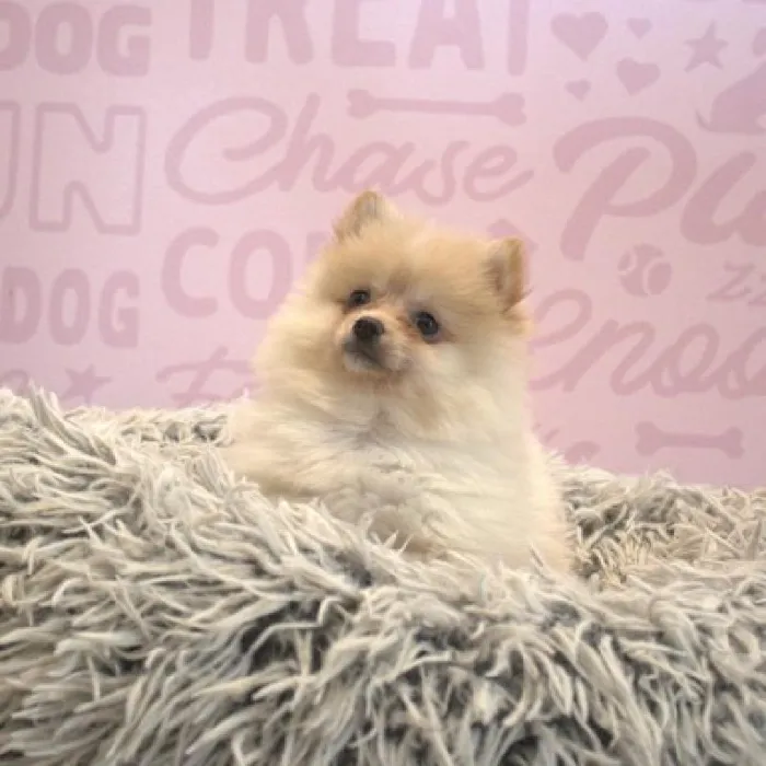 Female Pomeranian puppy named Joyce for sale at Waggles Greensboro.