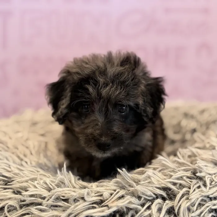 Male Mini Goldendoodle puppy named Chief for sale at Waggles Greensboro.