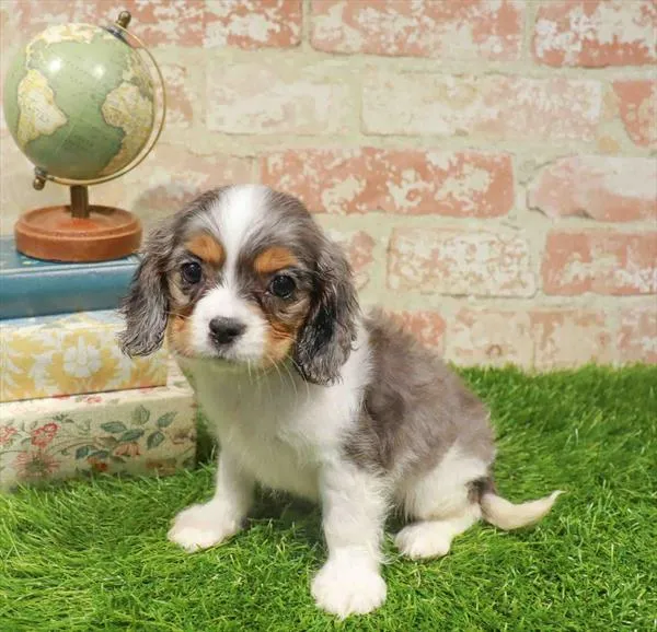 Female Cockalier puppy named Olive for sale at Waggles Greensboro.