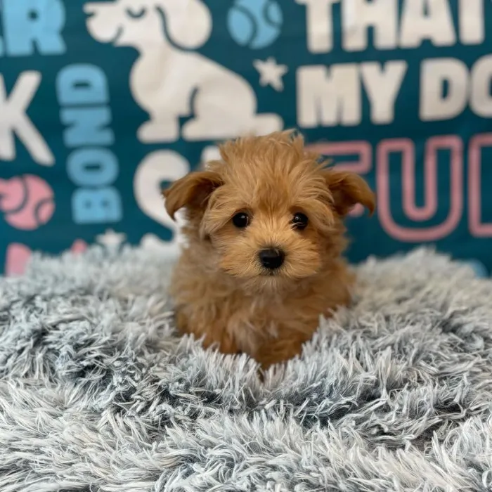 Female Maltipoo puppy named Bea for sale at Waggles Charlotte.