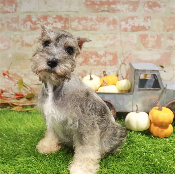 Male Mini Schnauzer puppy named Gomez for sale at Waggles Raleigh.