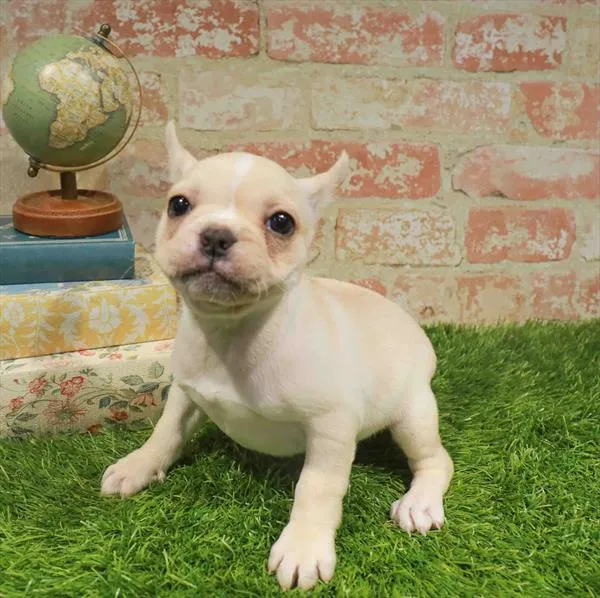 Female French Bulldog puppy named Kate for sale at Waggles Charlotte.