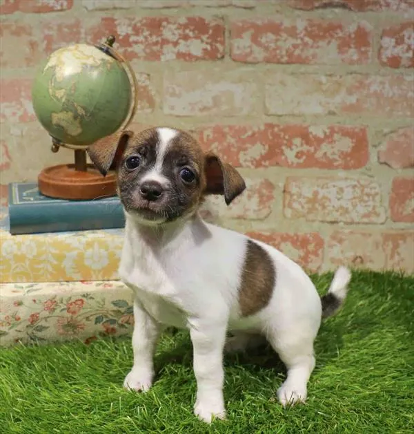 Female Chihuahua puppy named Betty for sale at Waggles Greensboro.