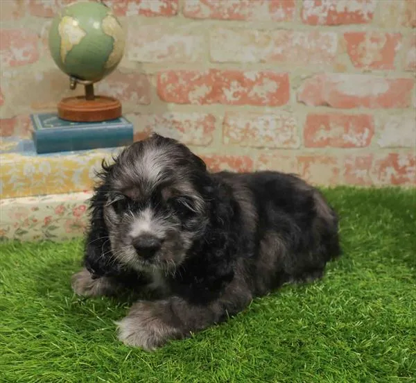 Male Cocker Spaniel puppy named Tommy for sale at Waggles Charlotte.