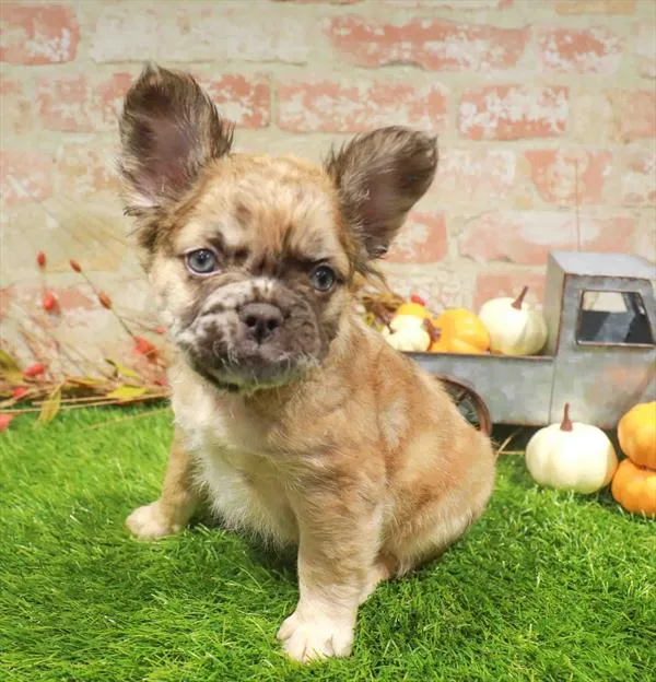 Male Fluffy French Bulldog puppy named Salem for sale at Waggles Greensboro.