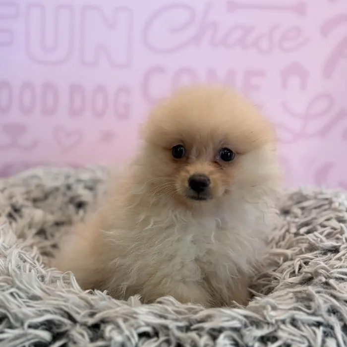 Male Pomeranian puppy named Prince for sale at Waggles Greensboro.