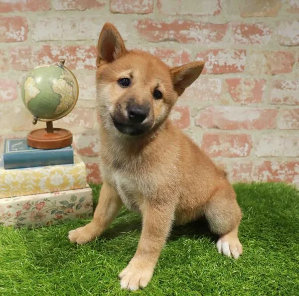 Male Shiba Inu puppy named Merlin for sale at Waggles Greensboro.