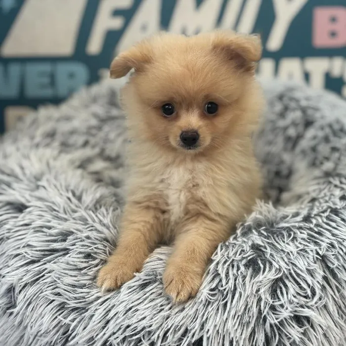 Male Pomeranian puppy named Richard for sale at Waggles Charlotte.