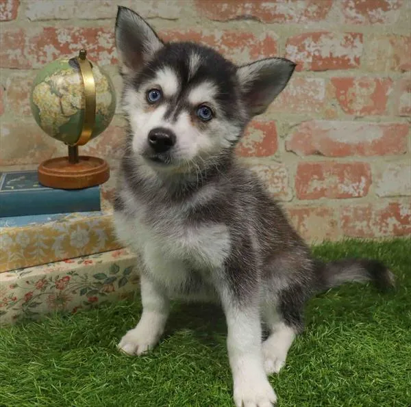 Female Alaskan Klee Kai puppy named Rue for sale at Waggles Raleigh.