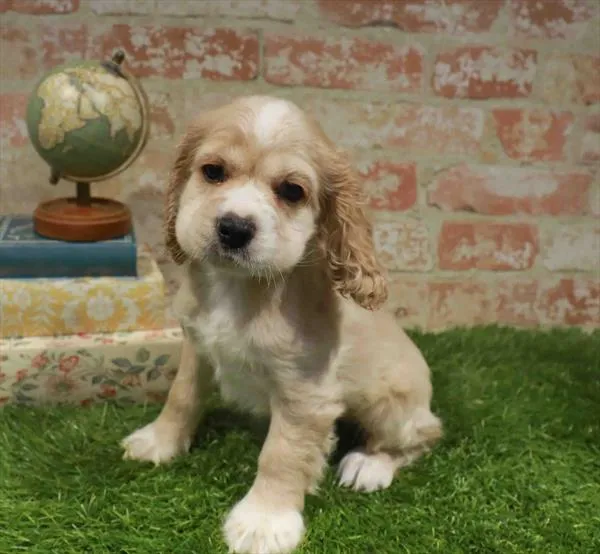 Male Cocker Spaniel puppy for sale at Waggles Greensboro.